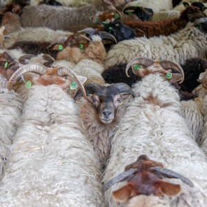 workshop schapen scheren